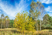 Landscape autumn forest with colourful trees, autumn Poland, Europe and amazing blue sky with clouds, sunny day