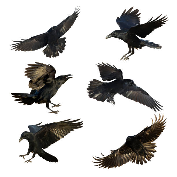istock Birds flying raven isolated on white background Corvus corax. Halloween 1688036969