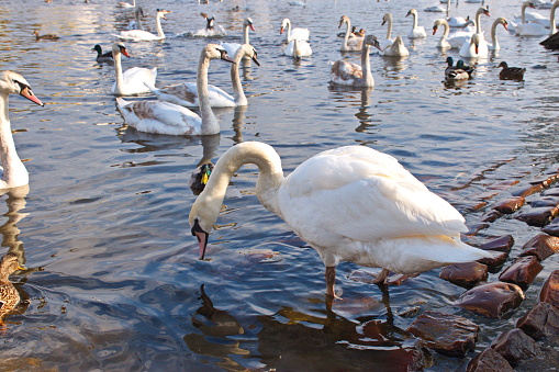 Group of swans on the shore of Vltava river in Prague