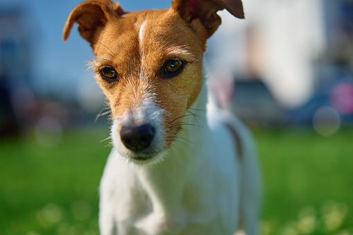 Adorable portrait of cute dog outdoors, close up. Active pet posing against green grass background. JAck Russell terrier walking at summer day