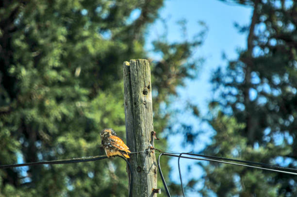 istock Owl in natural habitat 1688059417