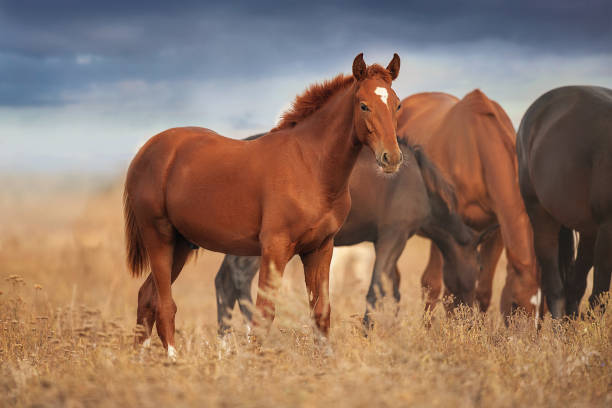 istock Horses in the autumn field 1688061554