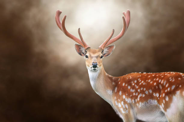 istock Deer with big antlers close up 1688062067