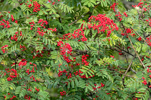 Stunning close-up of red ripe rowan berries among green leaves. Vibrant red berries against the backdrop of the leaves. Natural light, highlighting the beauty of the berries and the leaves.