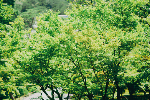 Green Landscape on Blue Background