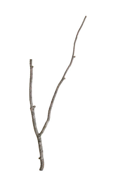 istock Branch of dry tree isolated 1688069784