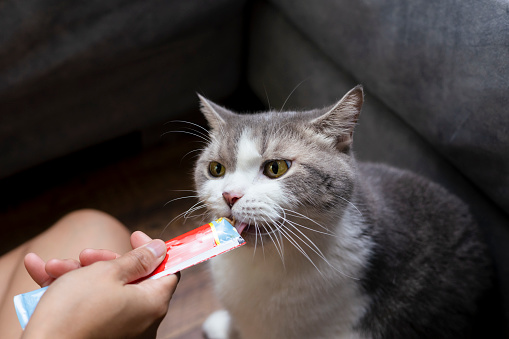 White Cats are eating snacks from plastic bags. Kittens are eating food from the hands of women on black background.The cat is using its tongue to lick food supplements.