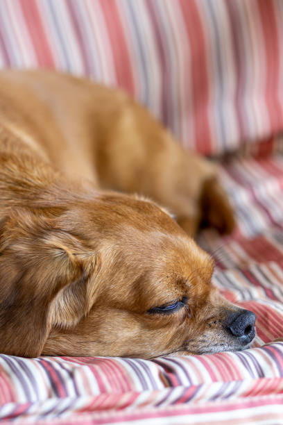 istock A small  dog lies wrapped in a brightly colored blanket on a couch. Looking at the camera.Adorable doggy with folded ears ly. 1688080241