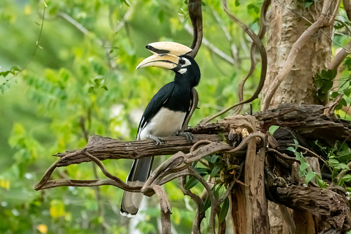 Oriental pied-Hornbill on branch