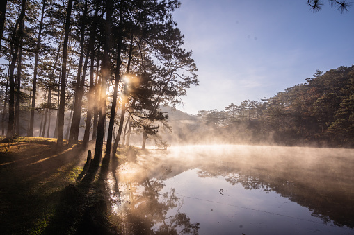 The wide base shape of a quiet lake surface with flying mist is the surface of sunlight shining through the pine trees, creating beautiful streaks of magical light.