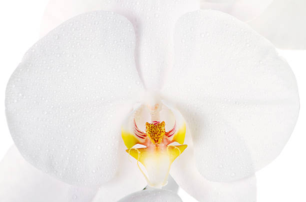 istock Close-up of white orchids flowers 168809963