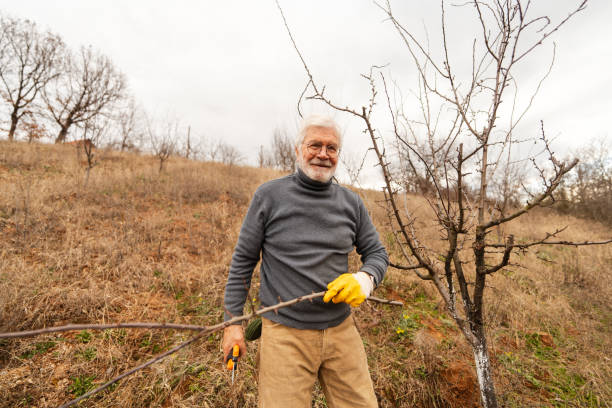 istock Senior man pruning tree in the orchard 1688100125