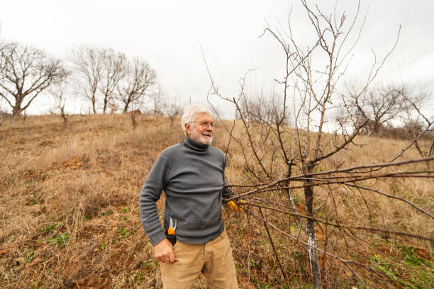 istock Senior man pruning tree in the orchard 1688100707