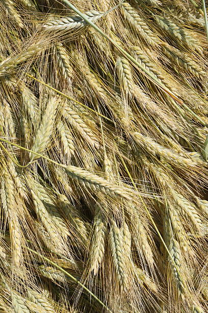 Wheat ears stock photo