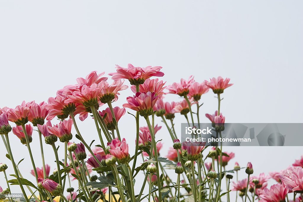 Fiori di Crisantemo rosa - Foto stock royalty-free di Bellezza naturale