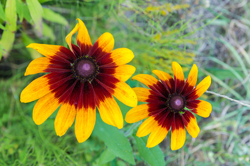 Two flowers of the Rudbeckia bicolor with yellow-red petals on a blurred background, top view close-up in overcast day