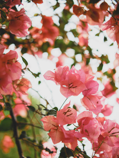 istock pink paper flowers 1688107388