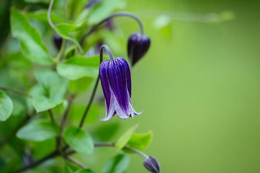 Clematis flower in bloom at the garden, May 2023