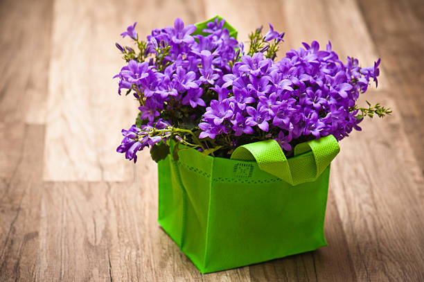 カンパニュラブルーのクローズアップ - campanula close up flower potted plant ストックフォトと画像