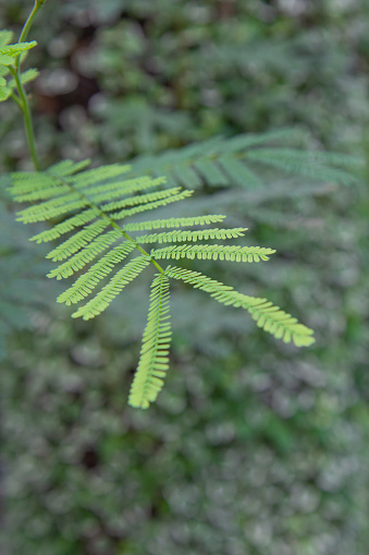 Close-up of fern in forest spring Nature spring Macro Nature background Nature background leaf