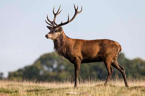 Close up of a red deer stag during rutting season.