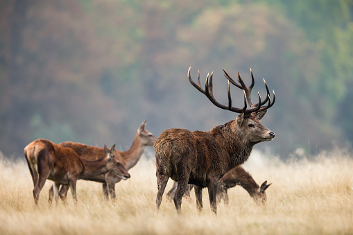 Stags thrash about in the foliage and adorn their antlers with grass and bracken, anything to make themselves look bigger and more dominant