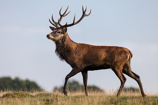 Close up of a red deer stag during rutting season.