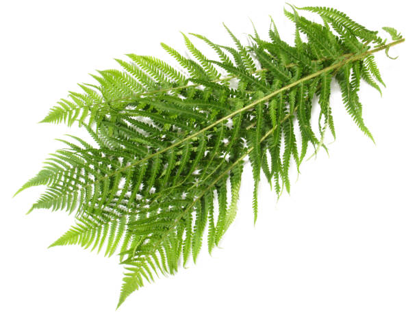 istock Fern Plant Leaves on white Background - Isolated 1688135657