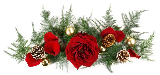 Christmas Decoration Banner with Roses and Rose Petals Panorama isolated on white Background