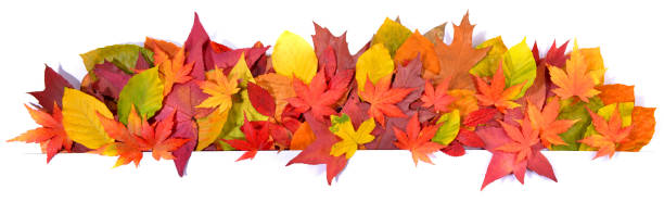 istock Autumn Leaves - Dry Fall Leaf Panorama  isolated on white Background 1688137319