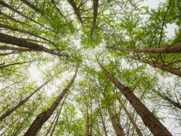 istock Green Forest Trees branch Low angle view Environment Nature background 1688138406