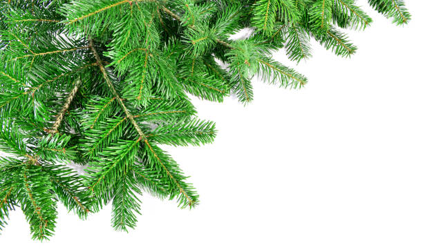 istock Christmas Fir Branches - Corner isolated on white Background 1688138429