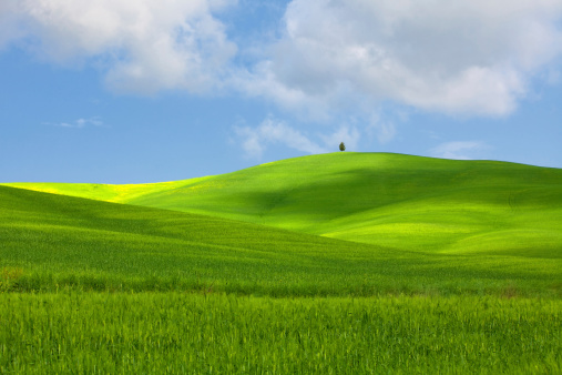green rolling hills with lone cypress tree in Tuscany