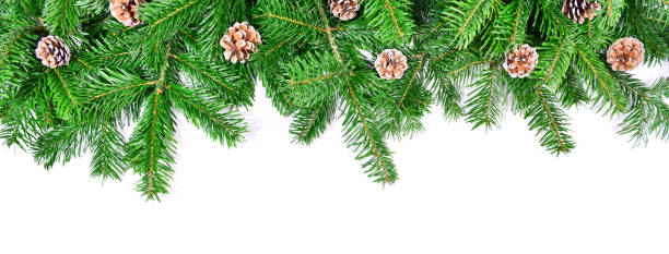 istock Christmas Fir Branches - Panorama with Pine Cones isolated on white Background 1688140633
