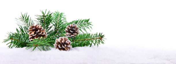 istock Christmas Fir Branches on Snow with Pine Cones isolated on white Background 1688140671