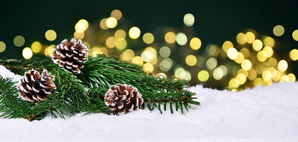 Christmas Fir Branches on green Background