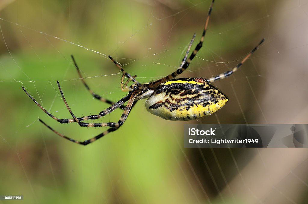 Araña de jardín - Foto de stock de Acorralado libre de derechos