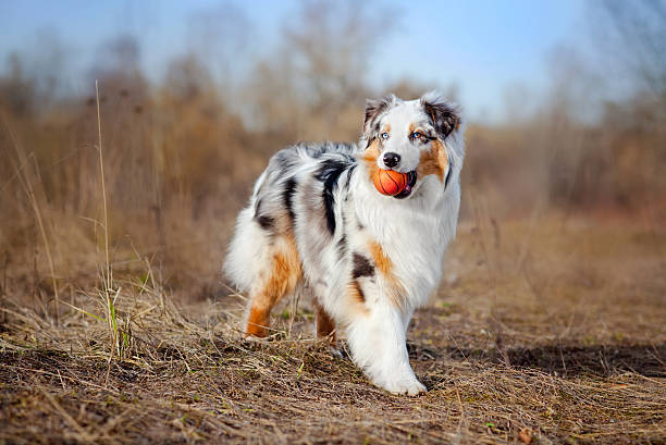 Beautiful Australian Shepherd walking Beautiful young Australian Shepherd keeps the red ball australian shepherd stock pictures, royalty-free photos & images