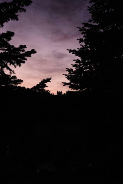 istock Silhouette of leaves 1688142313