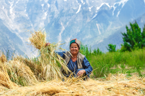 Woman in Indian Himalaya mountains drying wheat
