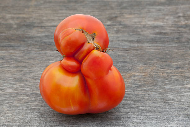 Misshapen Homegrown Tomato on Weathered Wood stock photo