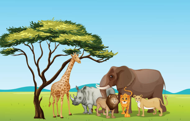 An Illustration Of Cartoon Zoo Animals Stock Illustration - Download Image  Now - Plain, Africa, Savannah - iStock