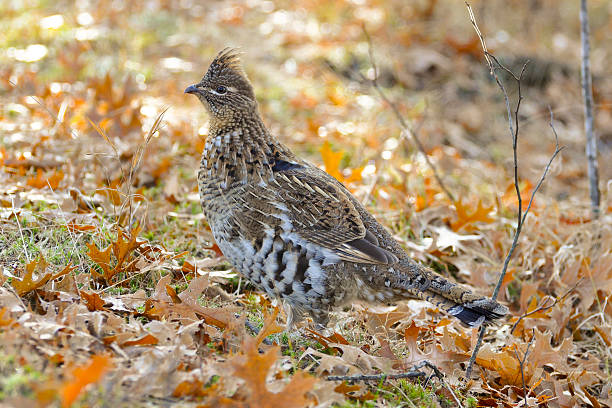 Female Ruffed Grouse stock photo