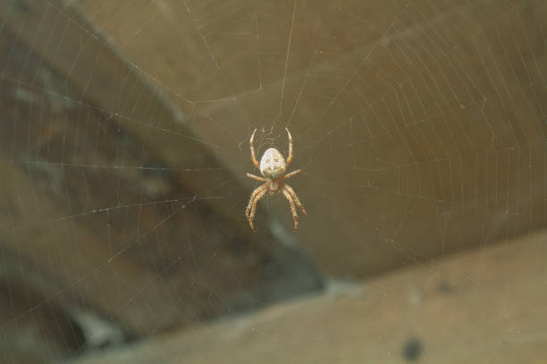 istock A large spider in the center of its network. 1688158237