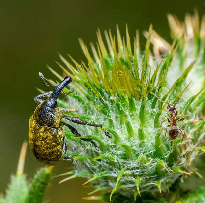 Macro shot of a Canada Thistle Bud Weevil and a ant on a thistle flower head
