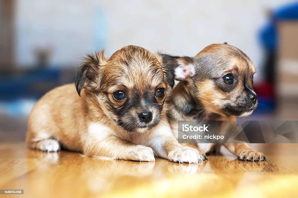 small Chihuahua puppies on floor two small Chihuahua puppies lying on floor with blurred background Long Haired Chihuahua Stock Photo