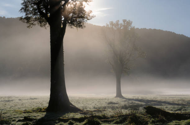 istock Kahikatea Tree And The Southern Alps 1688164924