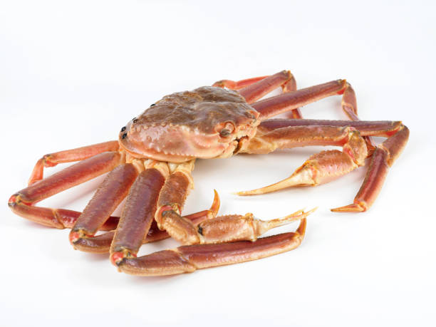 Chionoecetes opilio on white background