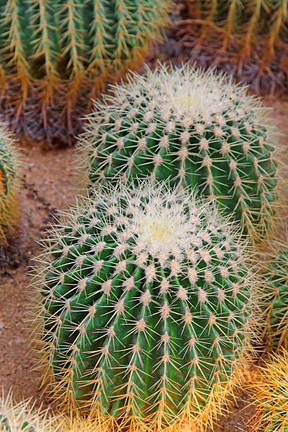 istock cactus plants in a garden 168816804