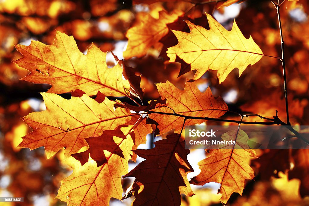 Colorful autumn leaves Autumn maple leaves background Autumn Stock Photo